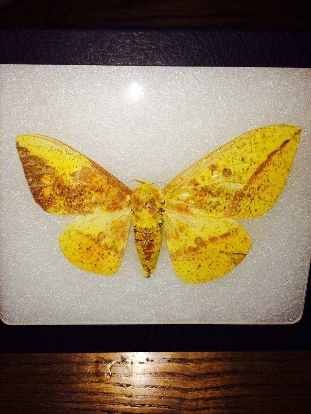 Eacles imperialis (bilateral gynandromorph) Internet Image property of respective owner, non-commercial use only